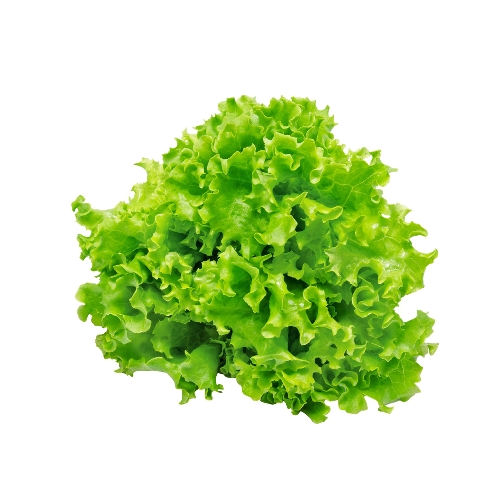 Insalata Gentilina Bio