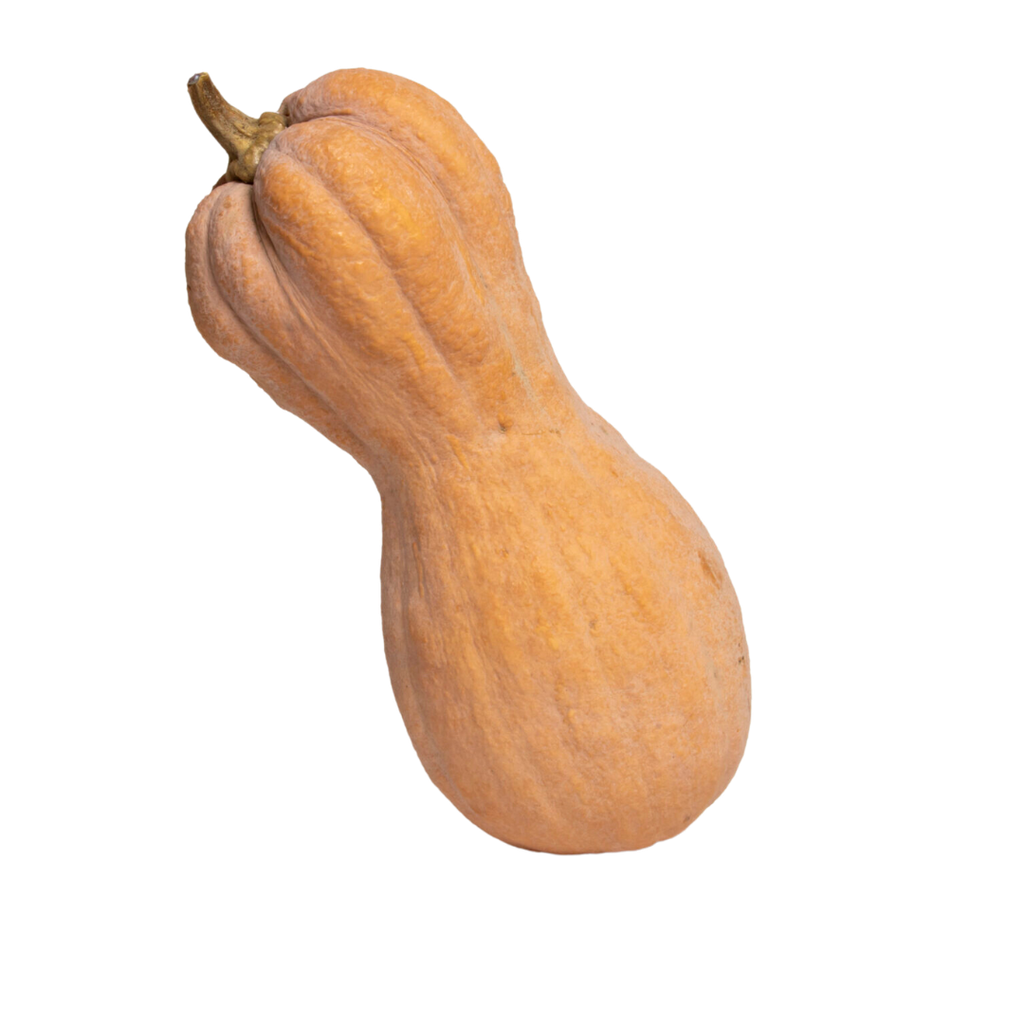 Zucca Violina Bio