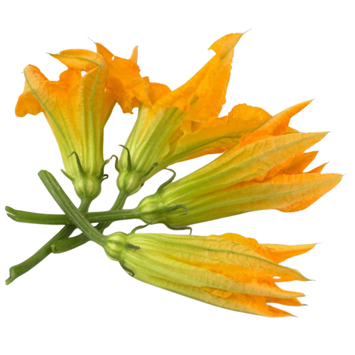 Fiori di zucchina Bio