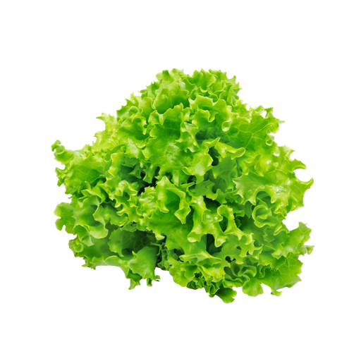 [1032] Insalata Gentilina Bio