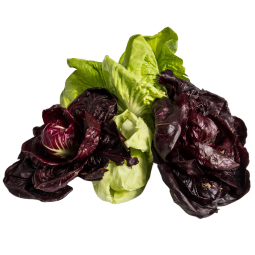 [1049] Radicchio di Campo Bio